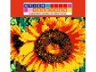 StickTogether Mosaic Sticker Poster - Sunflower