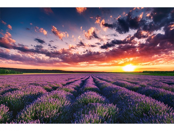 Lavender Field - Poster