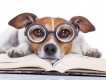 Reading dog - Self-Adhesive Vinyl Poster