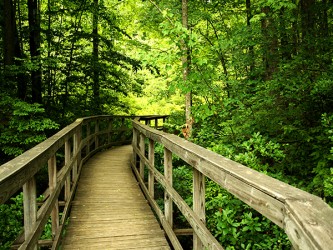 Affiche en vinyle autocollant - Passerelle dans les bois